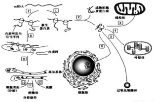 近日.德国的科学家提出.cafⅰ 负责染色质组装的蛋白质复合物 可能通过保证dna包绕在组蛋白周围维持干细胞的全能性.基于这一假设.他们通过抑制cafⅰ复合体表达.导致染色体重编程进入一种凝集化程度更低的状态